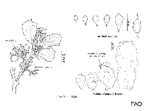 Image of Sargassum asperifolium 