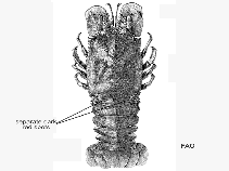 Image of Scyllarides herklotsii (Red slipper lobster)