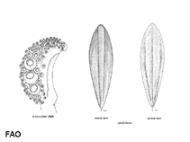 Image of Sepia australis (Southern cuttlefish)