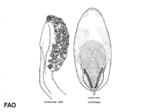 Image of Sepia grahami (Ken\