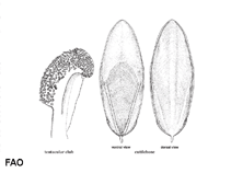 Image of Sepia hedleyi 