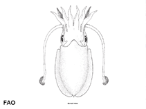 Image of Doratosepion kobiense (Kobi cuttlefish)