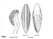 Image of Sepia sulcata (Grooved cuttlefish)