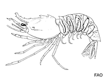 Image of Sicyonia rocroi 