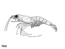 Image of Solenocera pectinulata (False comb shrimp)