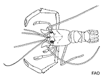 Image of Spongicola parvispinus 