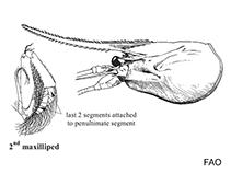 Image of Parastylodactylus richeri 