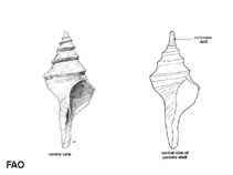 Image of Syrinx aruanus (Australian trumpet shell)