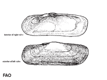 Image of Tagelus plebeius (Stout tagelus)