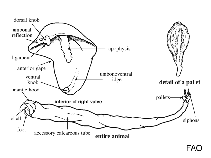 Image of Bankia fimbriatula (Fimbriate shipworm)
