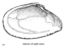 Image of Tellina staurella (Cross tellin)