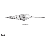 Image of Tibia fusus (Shinbone tibia)