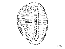 Image of Cleotrivia antillarum 