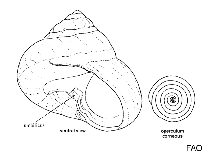 Image of Gibbula varia 