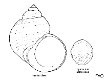 Image of Megastraea undosa (Wavy turban)