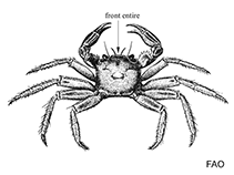 Image of Hemigrapsus penicillatus (Japanese shore crab)