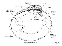 Image of Retrotapes exalbidus (Ring clam)