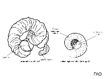 Image of Serpulorbis decussatus (Decussate wormsnail)