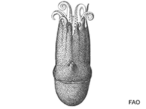 Alloposidae