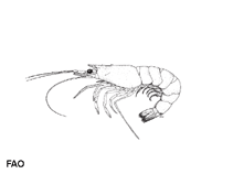 Image of Atypopenaeus stenodactylus (periscope shrimp)