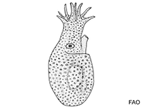 Bolitaenidae