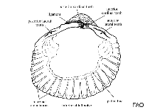Image of Clinocardium blandum (low-rib cockle)