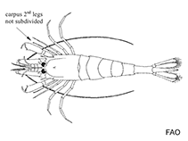 Image of Parapontophilus longirostris 