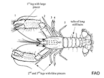 Image of Enoplometopus holthuisi (Bullseye reef lobster)