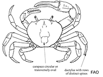 Gecarcinidae