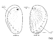 Image of Haliotis walallensis (Flat abalone)