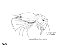 Image of Heterocarpus sibogae (Mino nylon shrimp)
