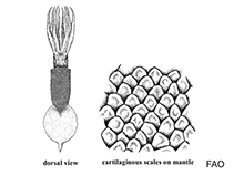 Lepidoteuthidae