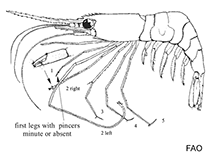 Image of Plesionika ensis (Gladiator striped shrimp)