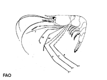 Image of Plesionika gigliolii (Italian deepsea shrimp)