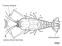 Image of Stereomastis auriculata 