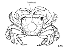 Sesarmidae
