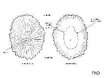 Siphonariidae