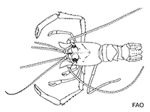 Image of Microprosthema validum (Robust boxer shrimp)