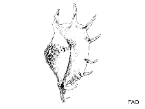 Strombidae