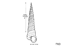 Turritellidae