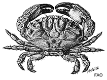 Image of Xanthias latifrons (Broad-fronted crab)