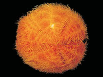 Image of Abatus cavernosus 
