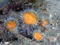Image of Actinothoe albocincta 