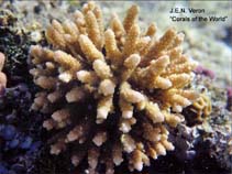 Image of Acropora bushyensis (Bushy Acropora)