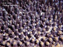 Image of Acropora dendrum 