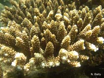 Image of Acropora digitifera 