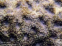 Image of Acanthastrea echinata (Purple bullseye)