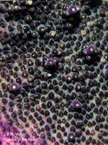 Image of Acropora cytherea (Tabling Acropora)