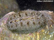 Image of Acanthochitona fascicularis 