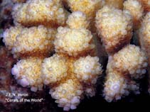 Image of Acropora globiceps 